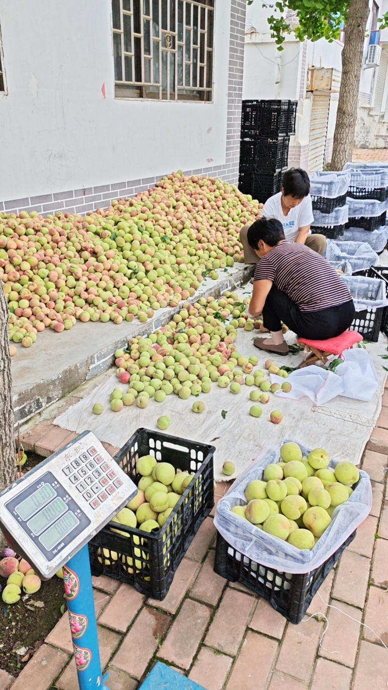沂蒙山冬桃中秋王秋甜对接各大商超支持全国代发