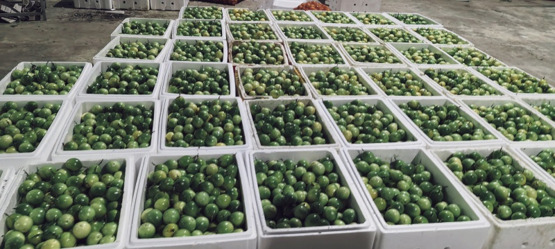 黄金百香果大量有货欢迎洽谈合作，产地直发一手货源