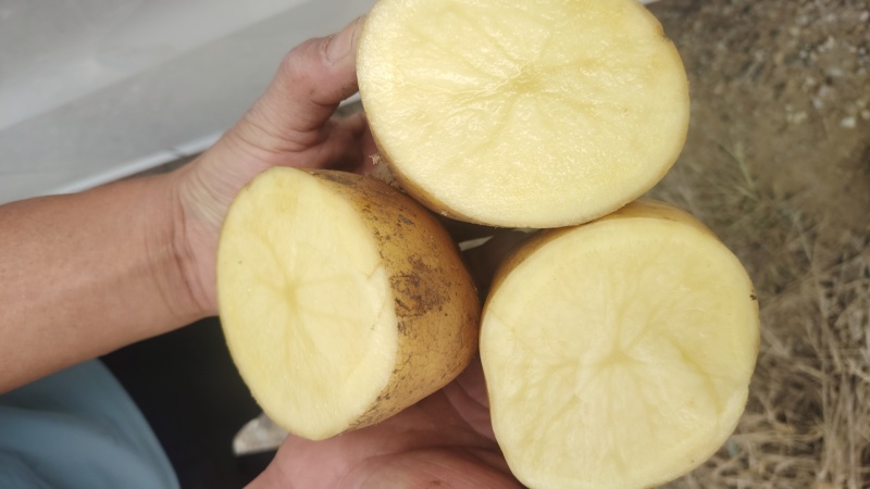 刚挖新鲜干洗土豆黄心无烂无黑心质量好品质保证大量现货供应
