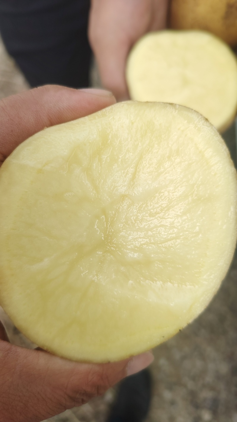 刚挖新鲜干洗土豆黄心无烂无黑心质量好品质保证大量现货供应