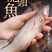 厂家直供东海龙头鱼，价格随行情