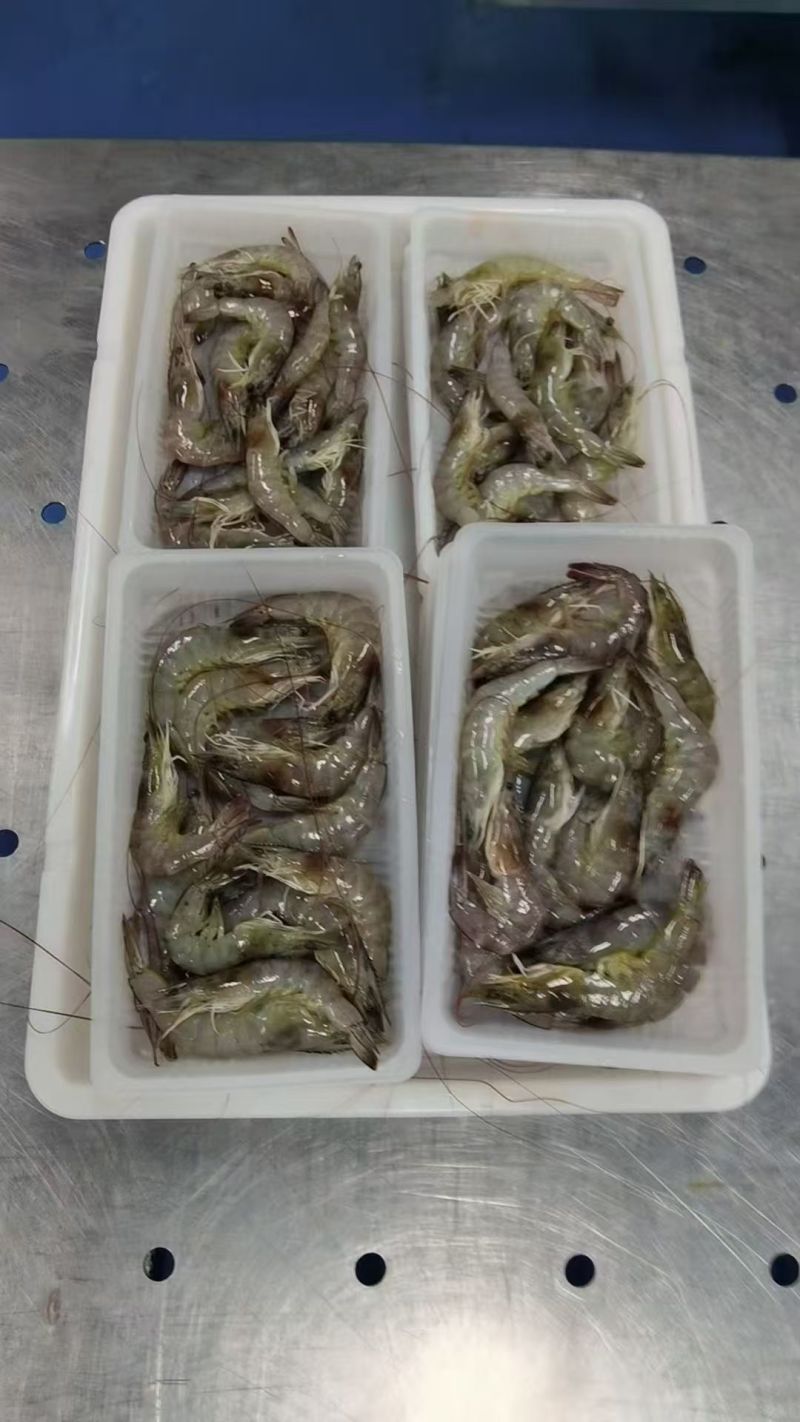 厂家直供东海直捕海虾：肉质Q弹，鲜味直达