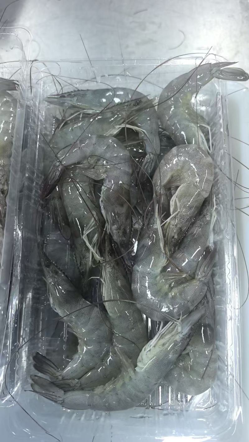 厂家直供东海直捕海虾：肉质Q弹，鲜味直达
