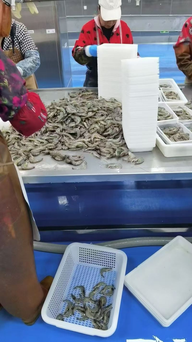 厂家直供东海直捕海虾：肉质Q弹，鲜味直达