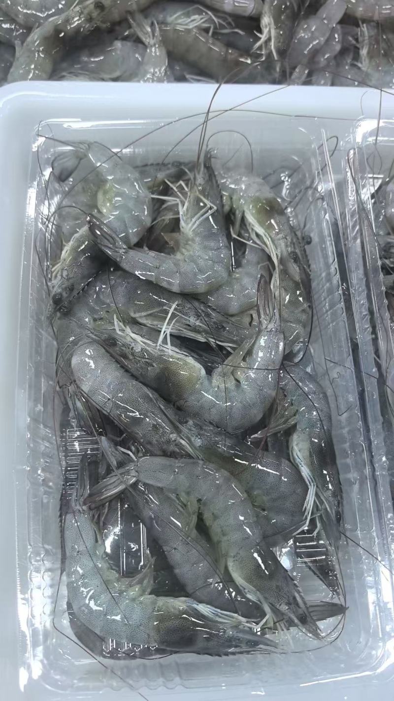 厂家直供东海直捕海虾：肉质Q弹，鲜味直达