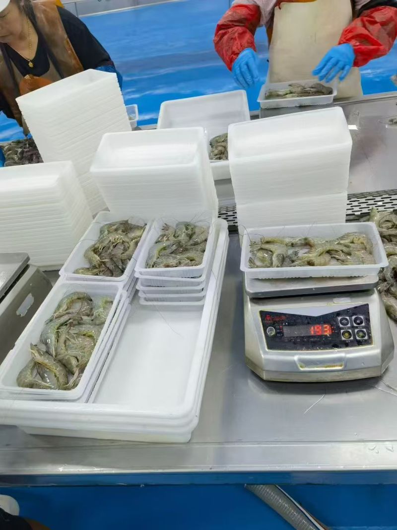 厂家直供东海直捕海虾：肉质Q弹，鲜味直达