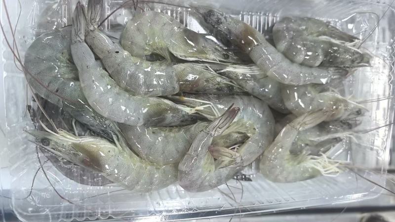 厂家直供东海直捕海虾：肉质Q弹，鲜味直达
