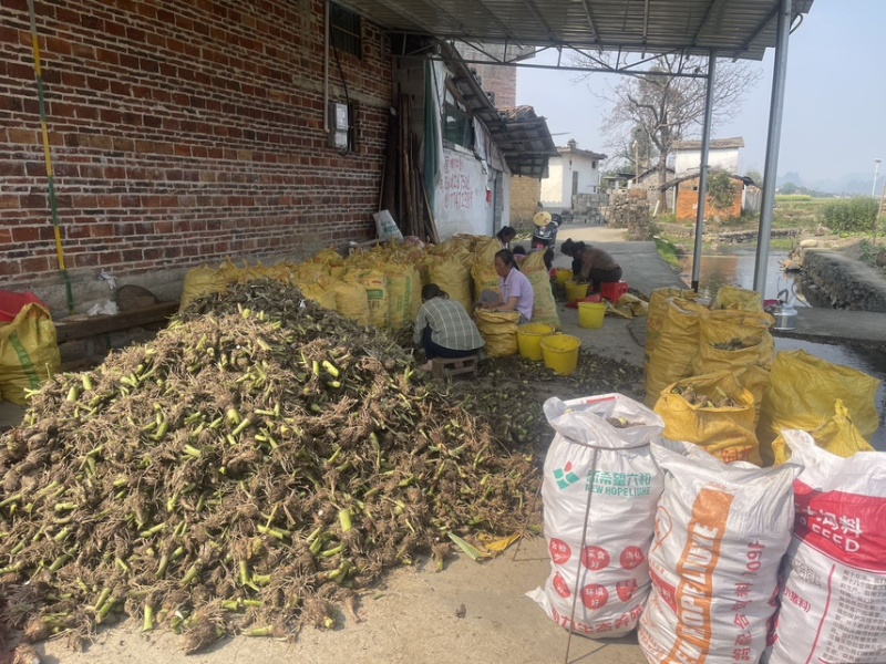 万亩基地大量供应芋头种子种苗香芋种子种苗