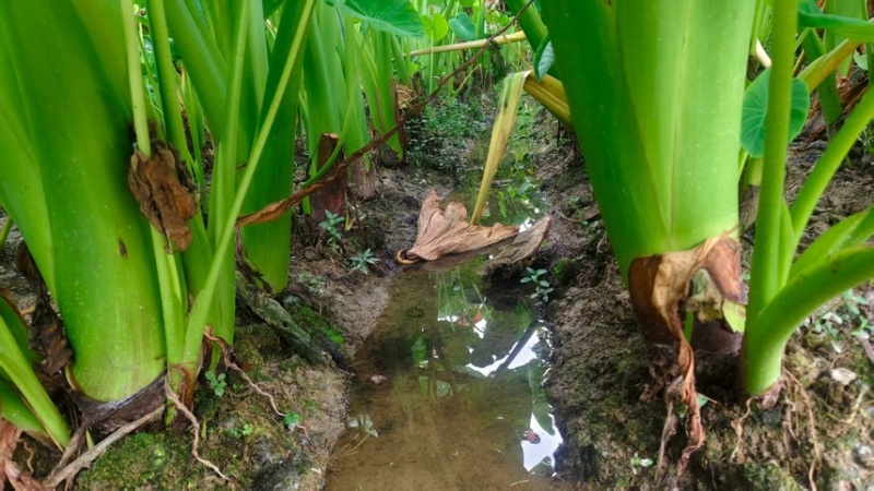 万亩基地大量供应芋头种子种苗香芋种子种苗
