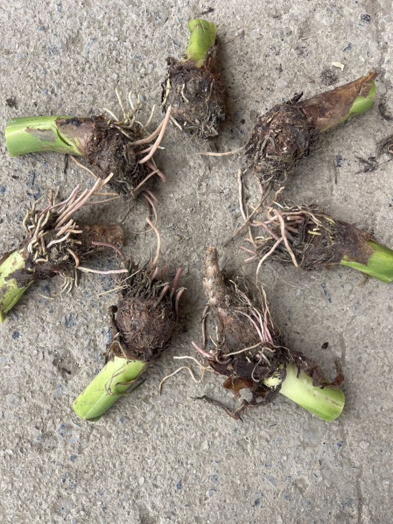 万亩基地大量供应芋头种子种苗香芋种子种苗