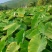 万亩基地大量供应芋头种子种苗香芋种子种苗