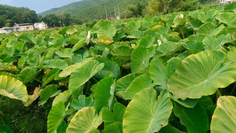 万亩基地大量供应芋头种子种苗香芋种子种苗
