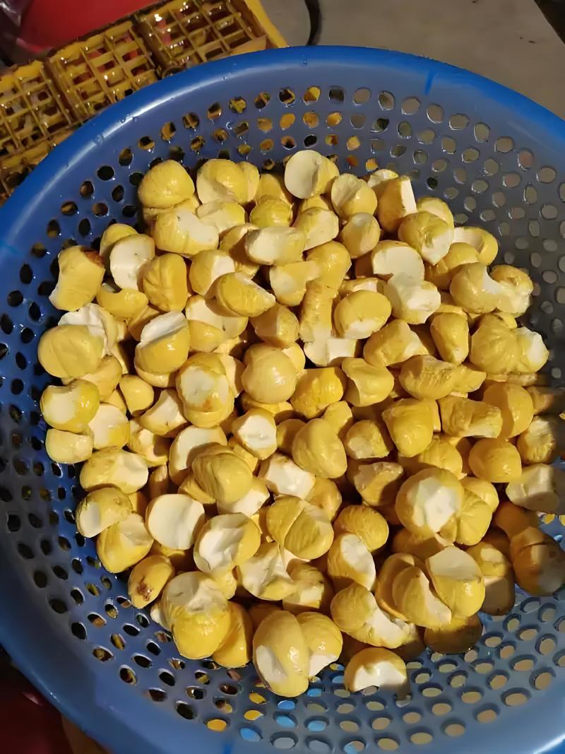 刀削板栗仁碎栗仁大量有货，欢迎新老客户前来合作