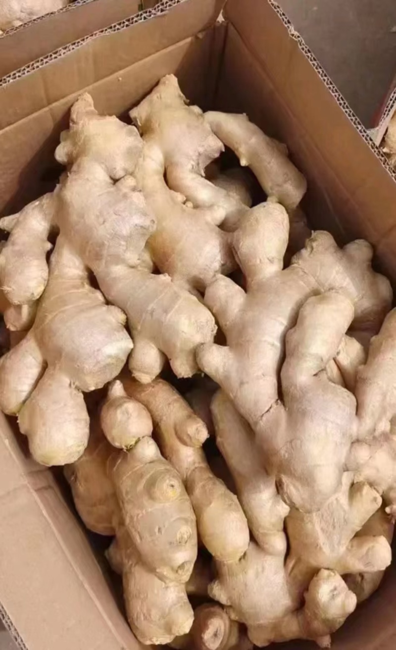 红芽姜面姜鲜姜大量上市了产地直销一手货源