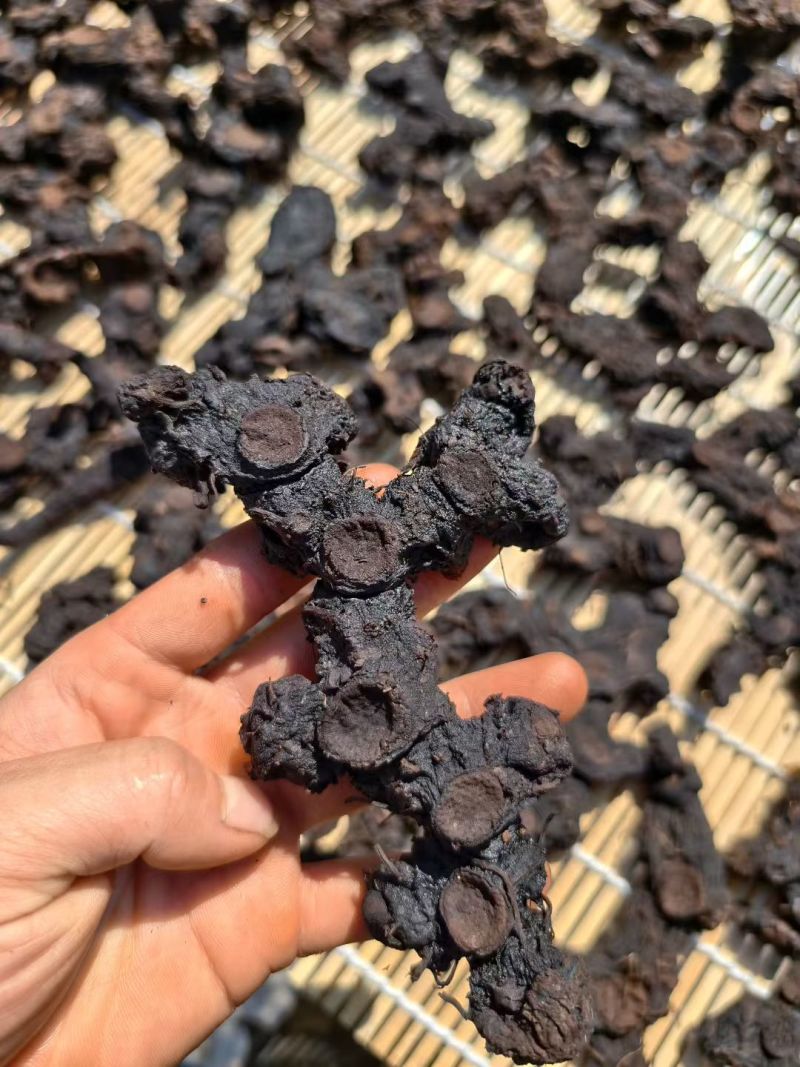 九蒸九晒野生黄精大量有货，欢迎咨询