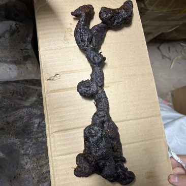 九蒸九晒野生黄精大量有货，欢迎咨询