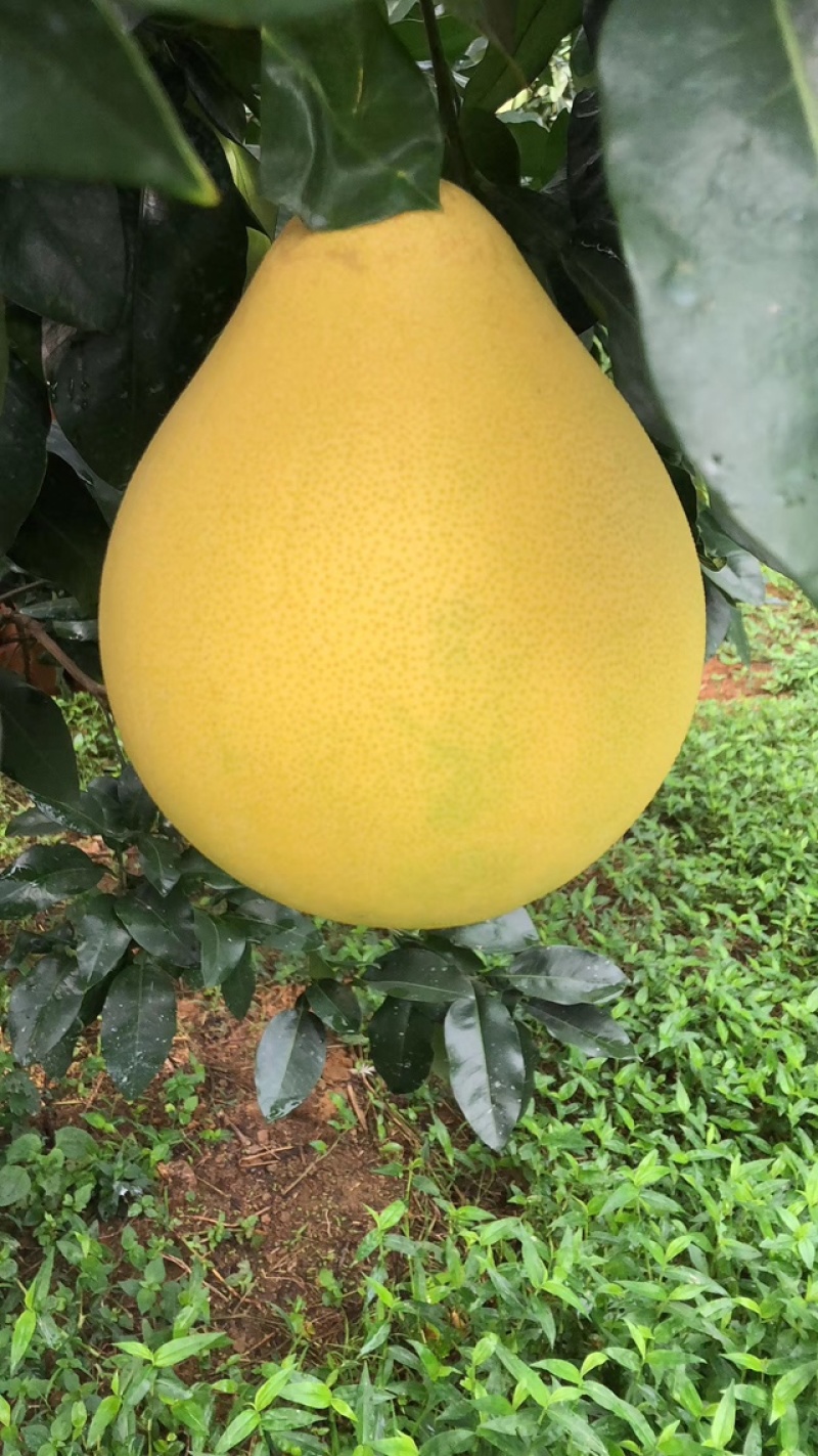 蜜柚