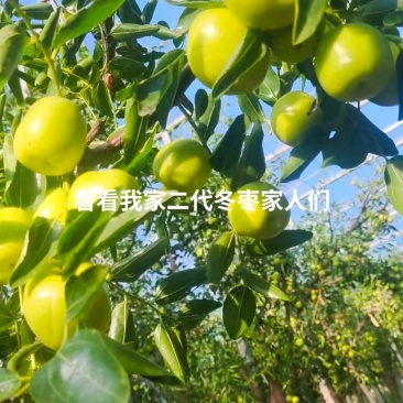 冬枣