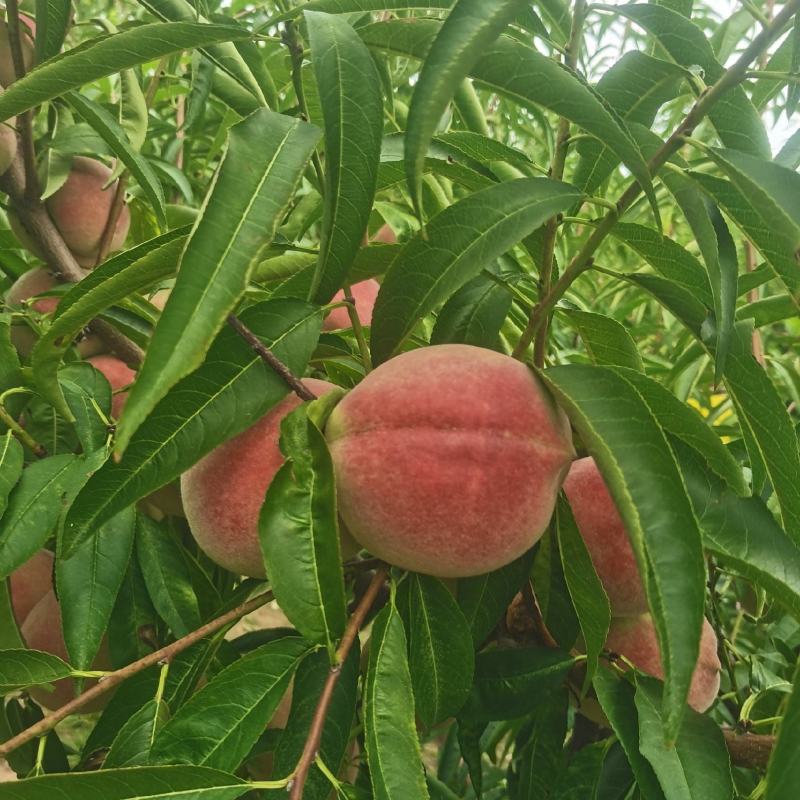青州蜜桃