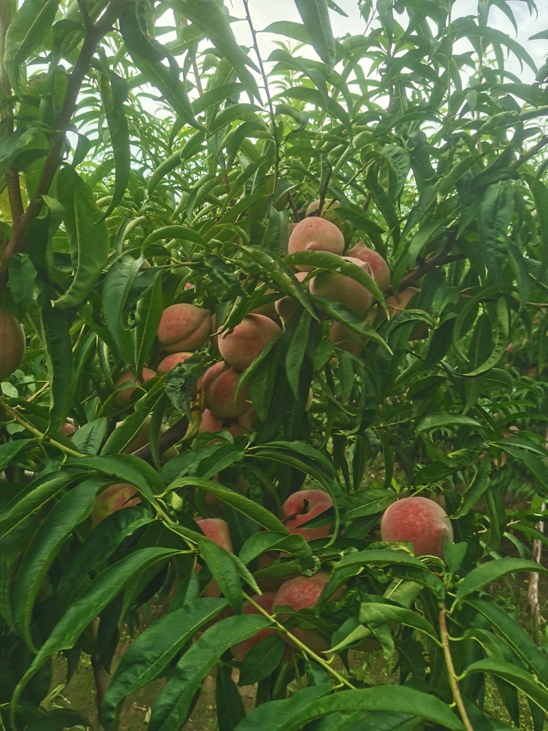 青州蜜桃