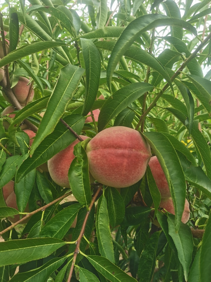 青州蜜桃