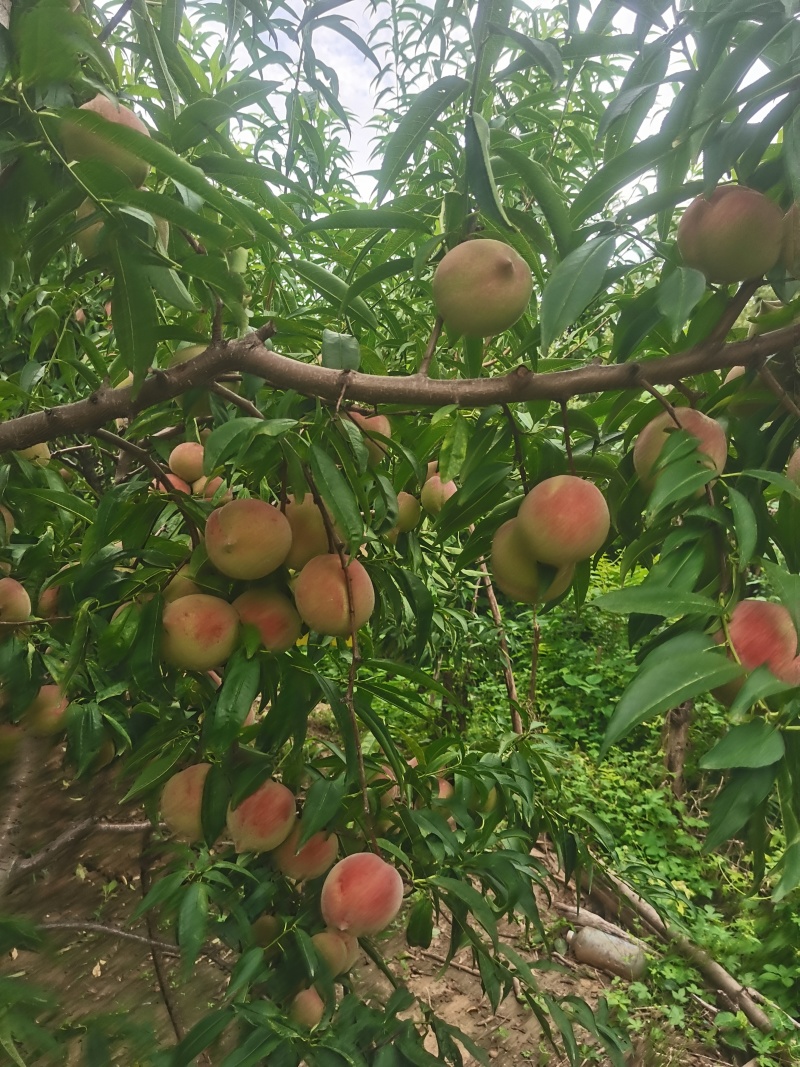青州蜜桃
