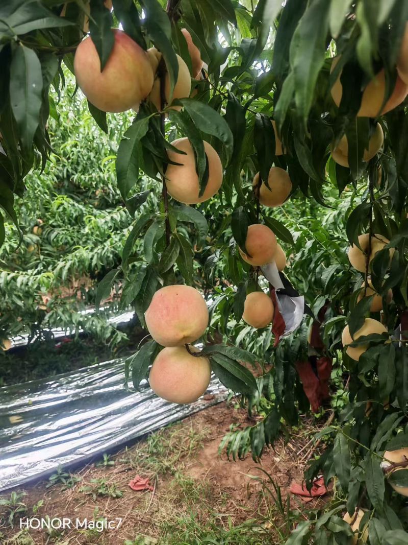 秋甜桃大量走货
