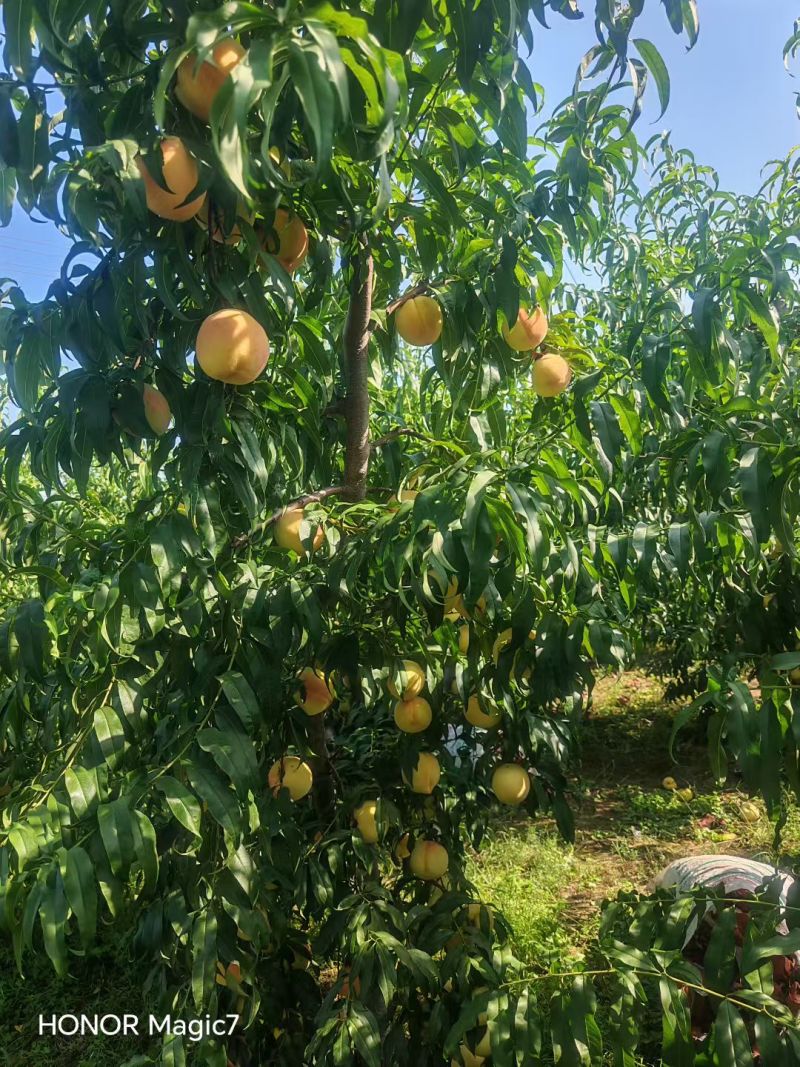 秋甜桃大量走货