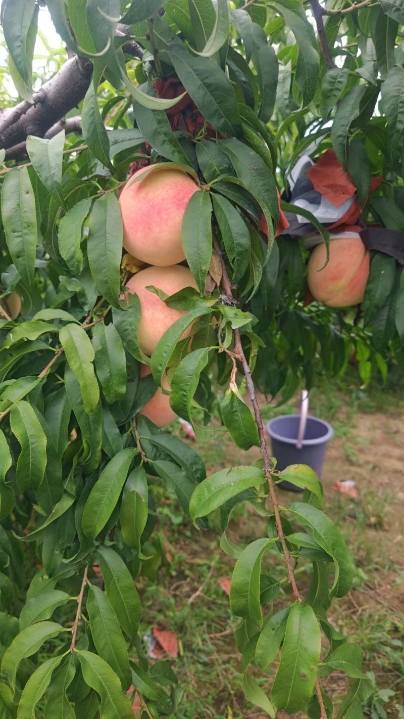 秋甜桃大量走货