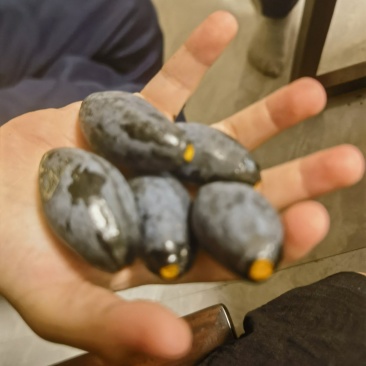 新鲜采摘，产地直销！用途广，营养丰富。增城土特产黑橄榄