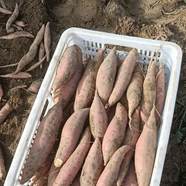 烟薯有各种品种都是沙土地，红薯电商平台市场团购大量有货有