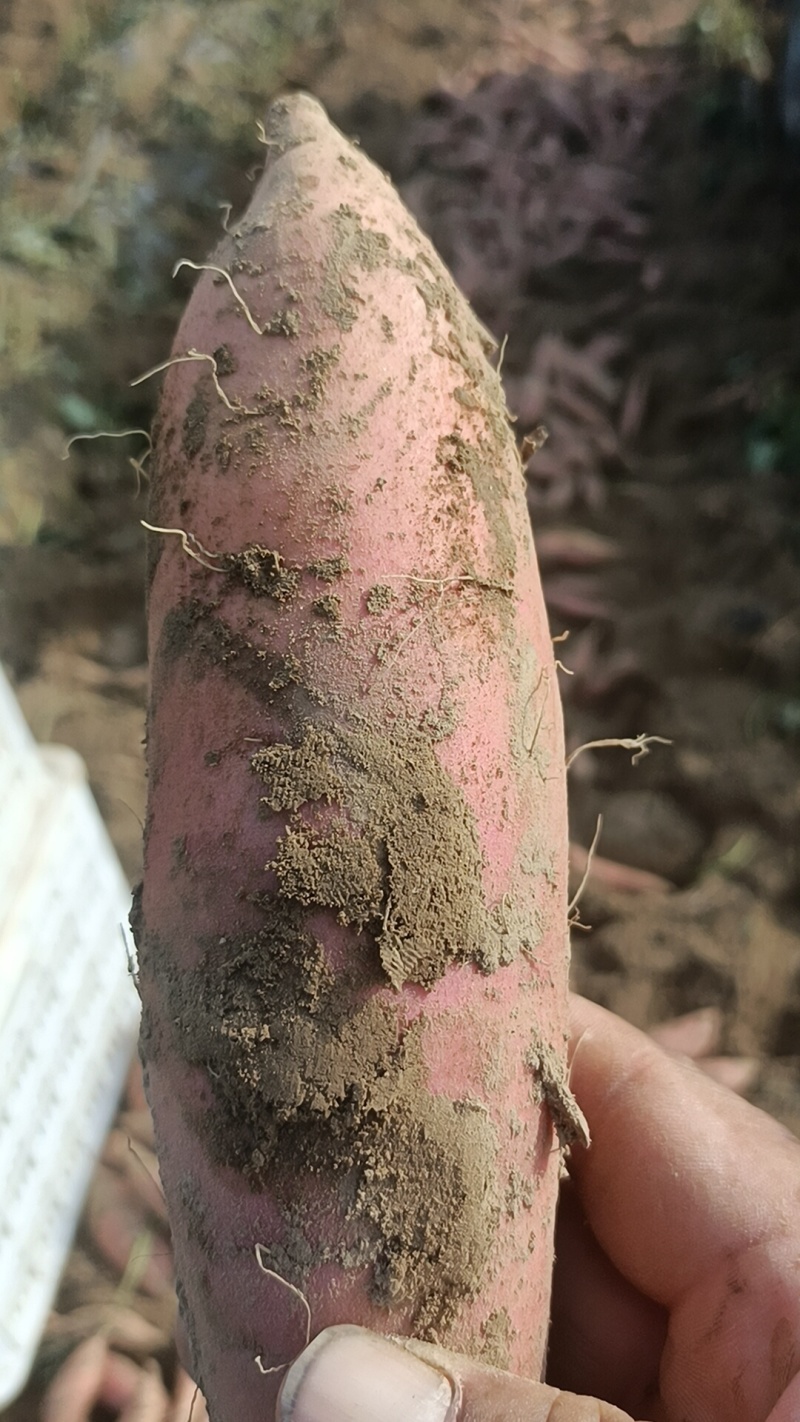 烟薯有各种品种都是沙土地，红薯电商平台市场团购大量有货有