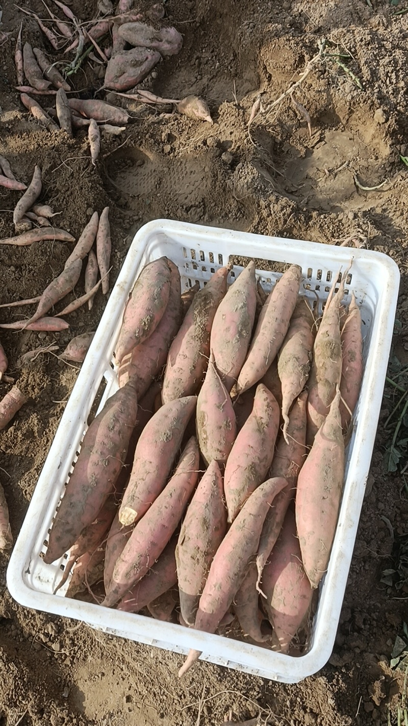 烟薯有各种品种都是沙土地，红薯电商平台市场团购大量有货有
