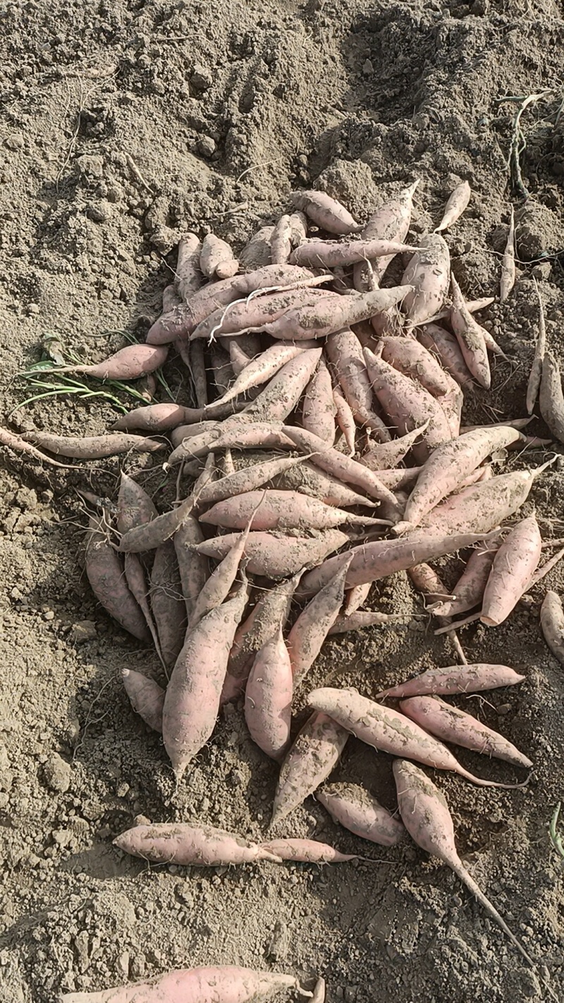 烟薯有各种品种都是沙土地，红薯电商平台市场团购大量有货有