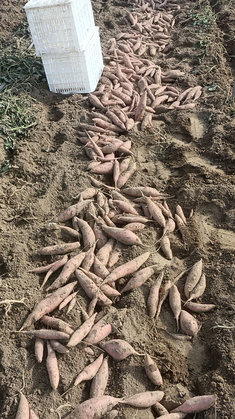烟薯有各种品种都是沙土地，红薯电商平台市场团购大量有货有