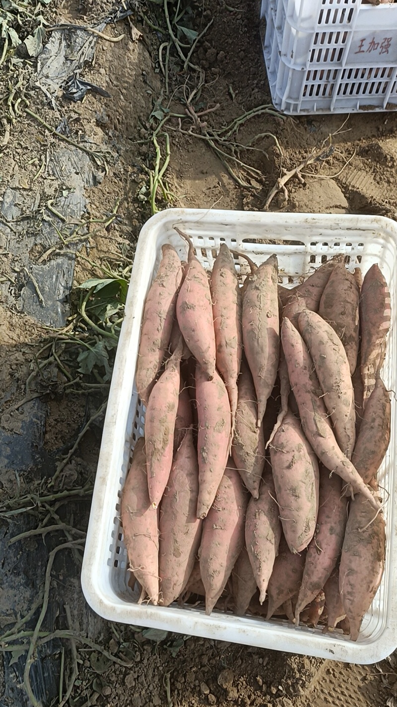 烟薯有各种品种都是沙土地，红薯电商平台市场团购大量有货有