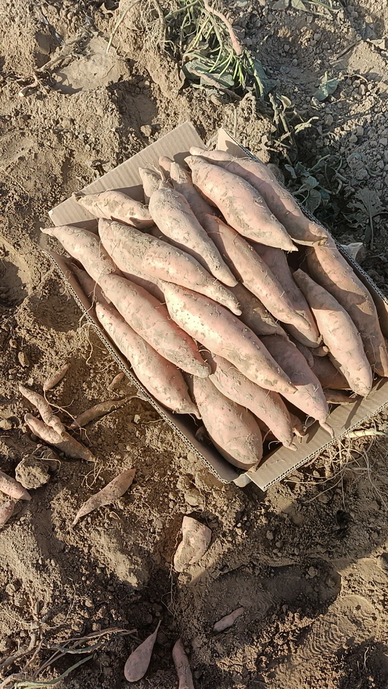 烟薯有各种品种都是沙土地，红薯电商平台市场团购大量有货有