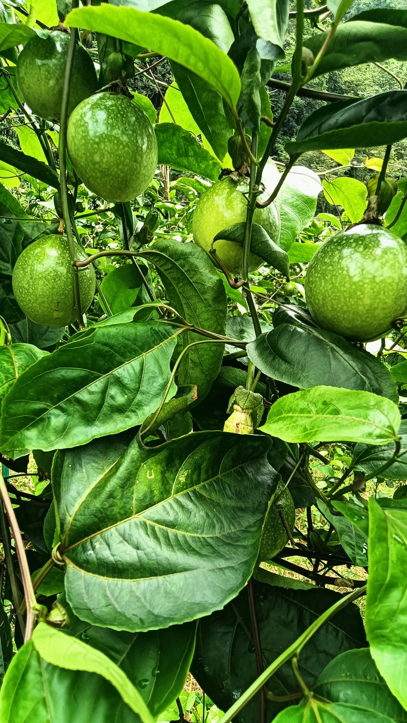 钦蜜9号百香果