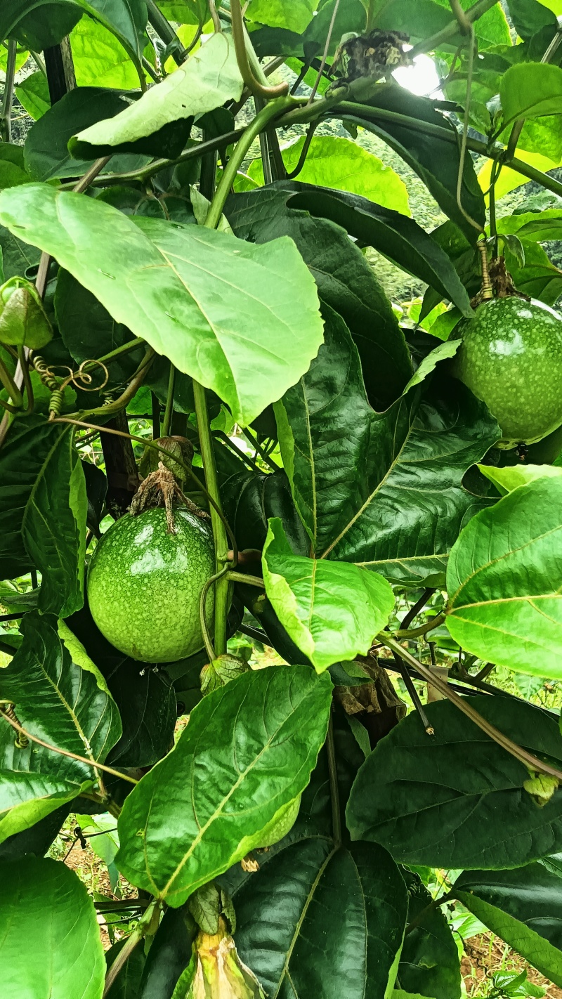 钦蜜9号百香果