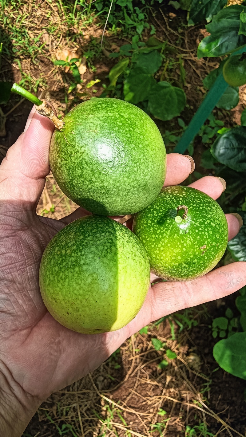 钦蜜9号百香果