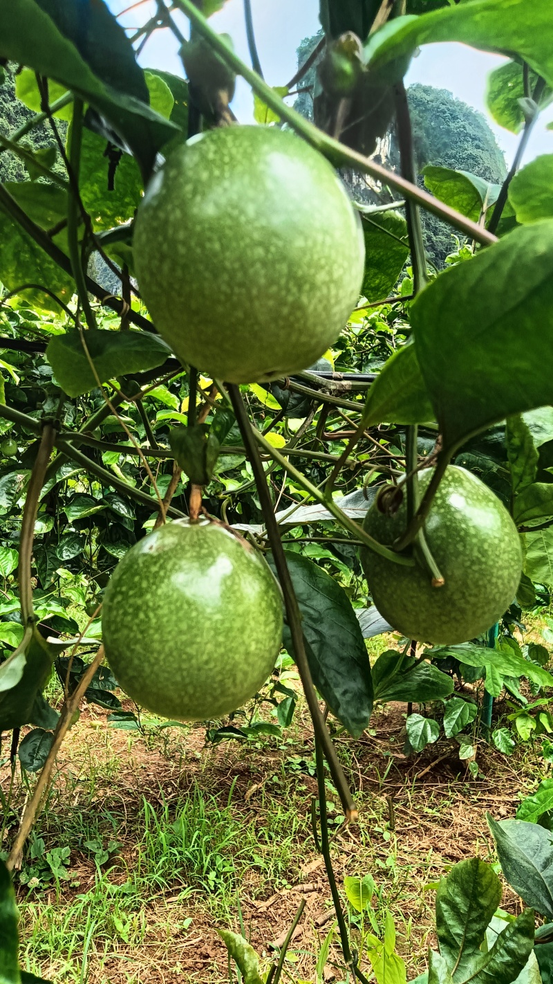 钦蜜9号百香果