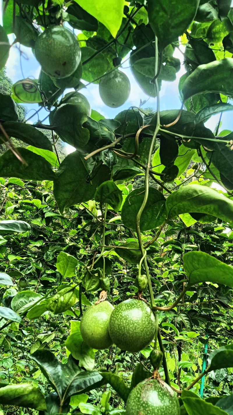 钦蜜9号百香果