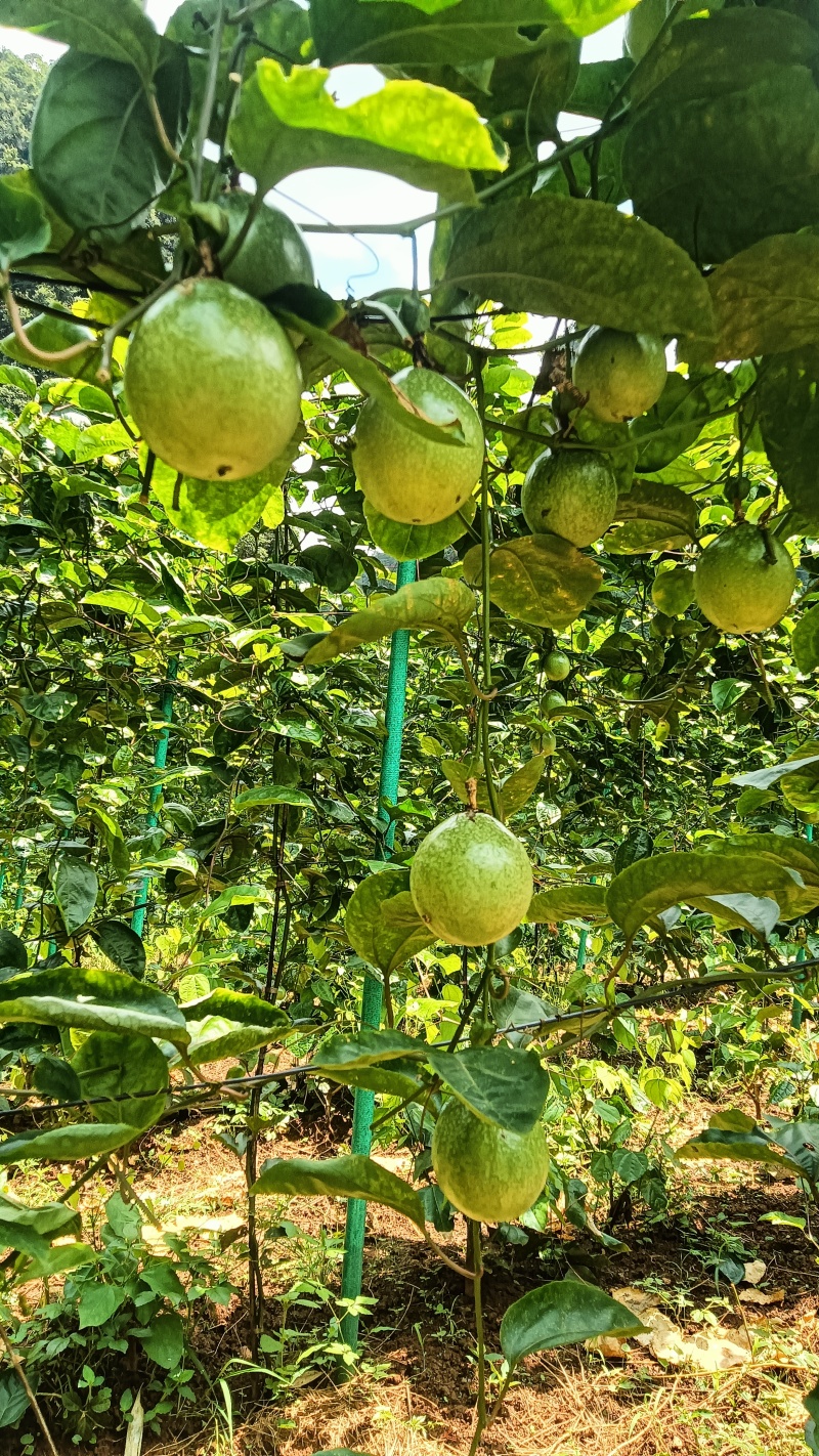 钦蜜9号百香果