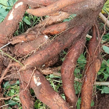 黄心木薯华南9号大量供应，一手货源，量大从优