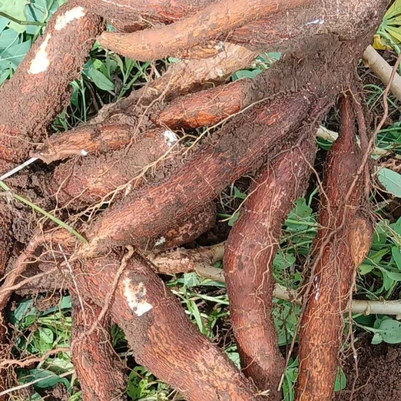 黄心木薯华南9号大量供应，一手货源，量大从优