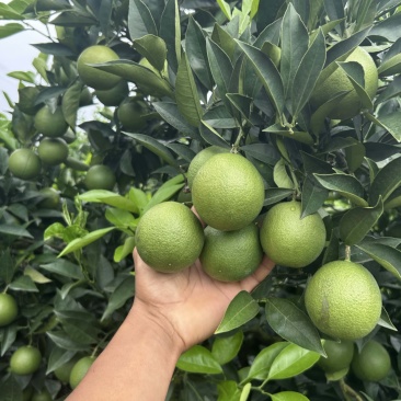 云南冰糖橙热卖中
