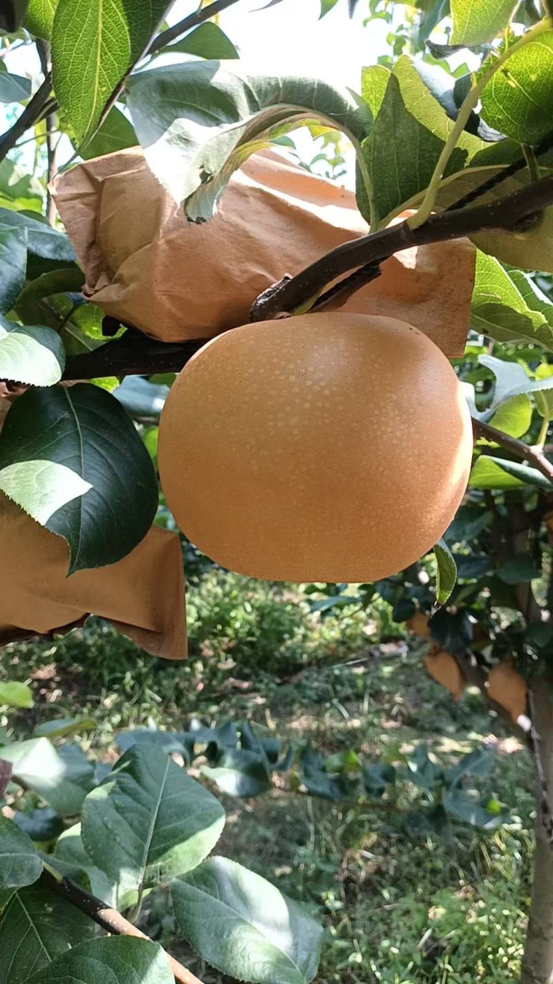 秋月梨，个大口感甜，不抹药，自然成熟，价格便宜，