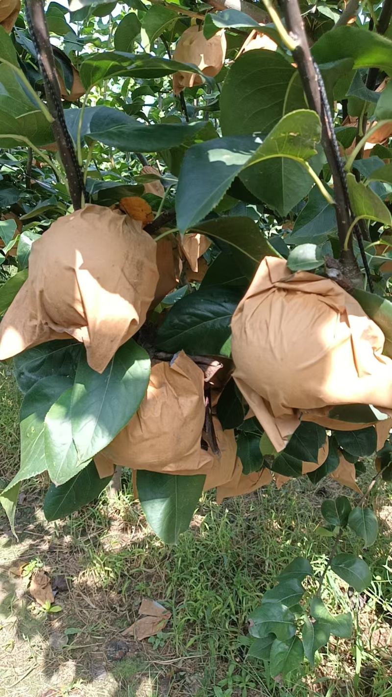 秋月梨，个大口感甜，不抹药，自然成熟，价格便宜，