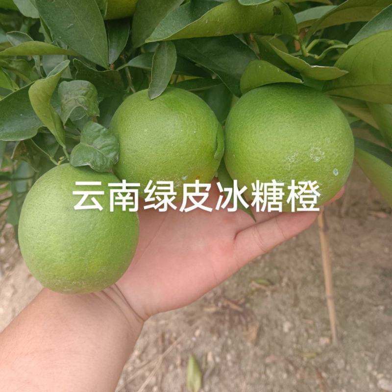 云南云南高山冰糖橙