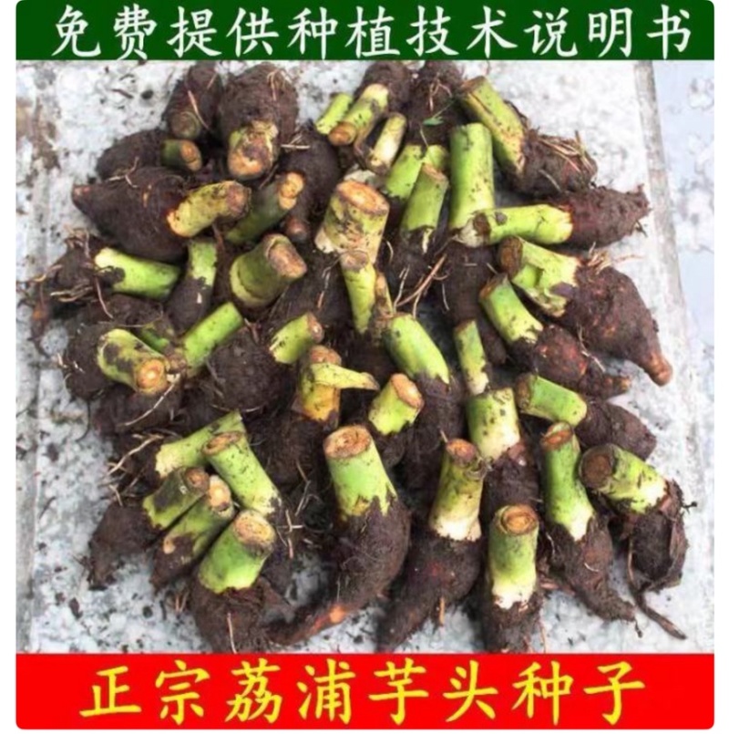 3万亩基地大量供应芋头种子种苗